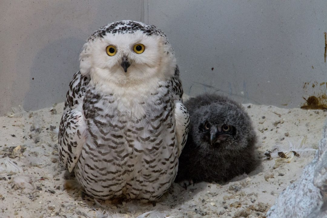 Tulsa Zoo Celebrates Hatching Snowy Owl Chicks – Green Country News